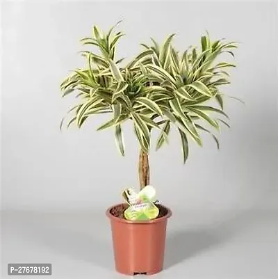 Zomoloco Rsp314 Dracaena Plant-thumb0