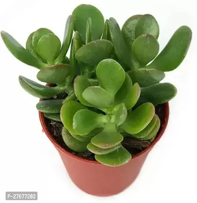 Zomoloco Apfkcro01 Crasulla Ovata Plant-thumb0