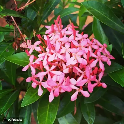 Zomoloco Trothic Ixora Chethi Red Plant Live Flowe