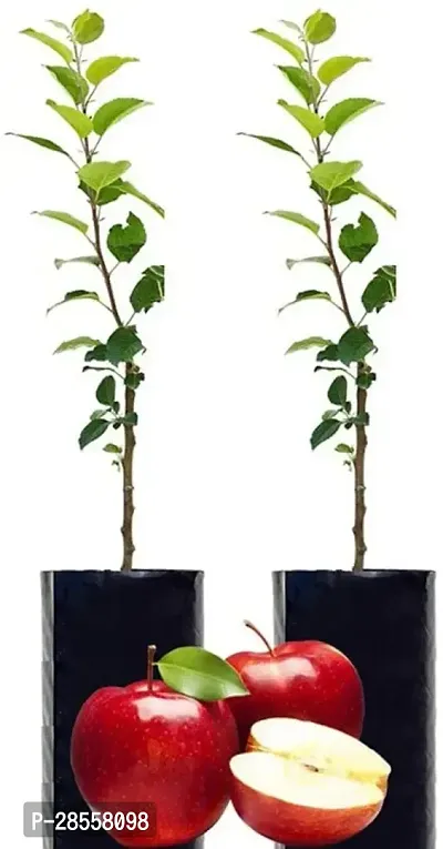Zomoloco Apple Plant a,llkj3
