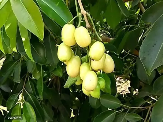 Zomoloco Thai Grafted White Jamun Live Plant Cf13