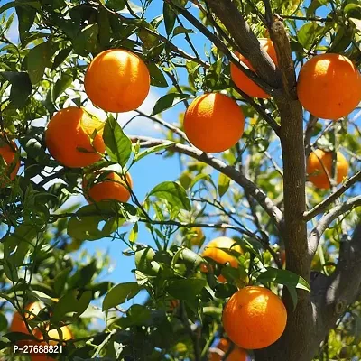 Zomoloco Tasty Sweet Orange Plant Santara Santr