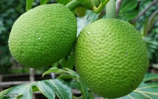 Zomoloco Live Breadfruit Plant Rare Dwarf Exotic A-thumb0