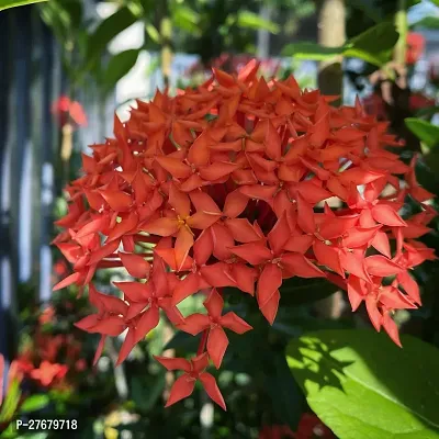 Zomoloco Trothic Ixora Chethi Red Plant Live Flowe-thumb0