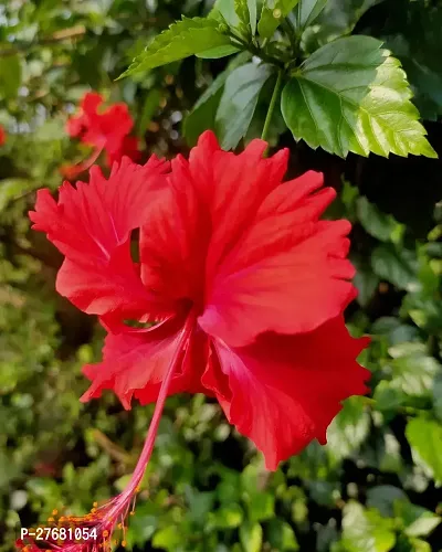 Zomoloco Hibiscus Red Live Flower Plant Disha220-thumb0