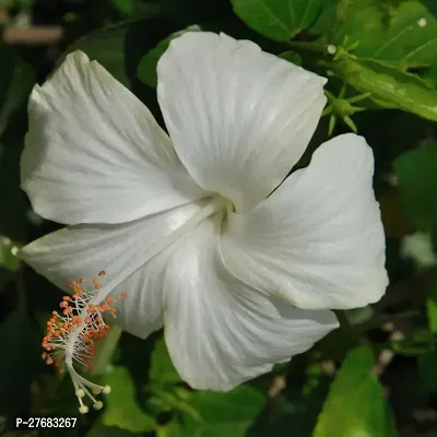 Zomoloco Live White Hibiscus Plant Flower Plant Hi-thumb0