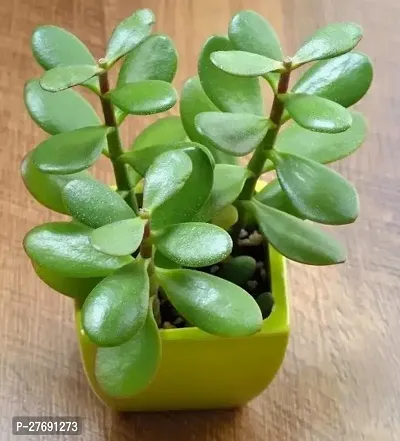 Zomoloco Jade Live Plant For Indoor Decoration C-thumb0