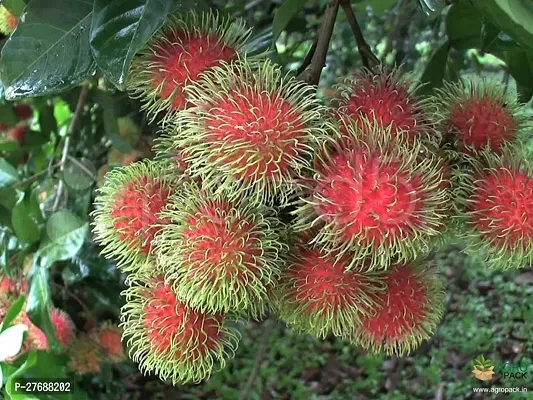 Zomoloco Rare Red Rambutan Hybrid Exotic Fruit See