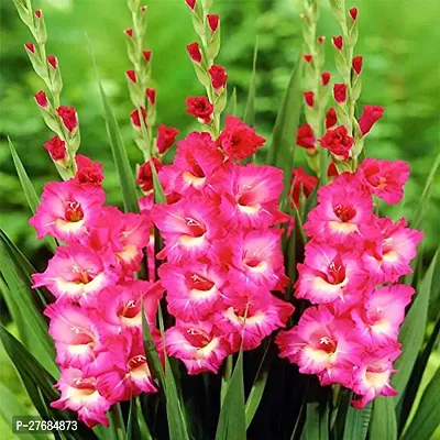 Zomoloco Gladiolus Pink Plantcfa261 Gladioluss-thumb0