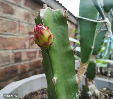 Zomoloco Thailand Dragon Fruit Plant Hybrid Dragon