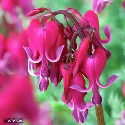 Zomoloco Live Rare Bleeding Heart Vine Red Clerod-thumb0