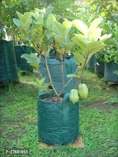 Zomoloco Hybrid Dwarf Variant Guava Live Plantcf