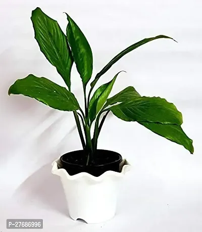 Zomoloco Peace Lily Or Spathiphyllum Live Plant Wh