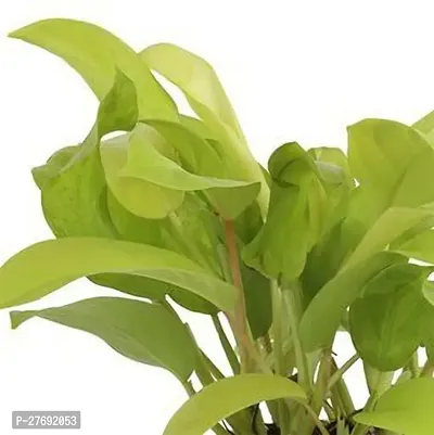 Zomoloco Philodendron Indoor Hybrid Live Plant For-thumb0