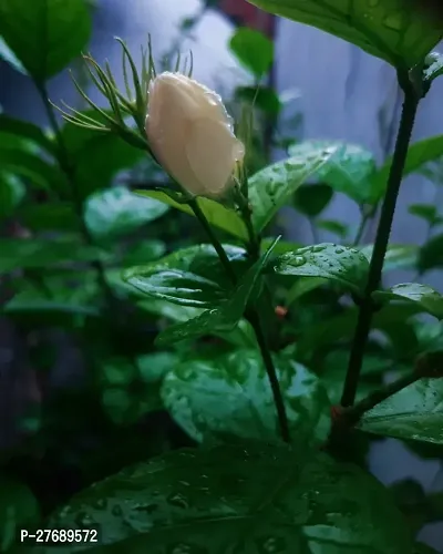 Zomoloco Arabian Jasmine Double Petal Live Flower-thumb0