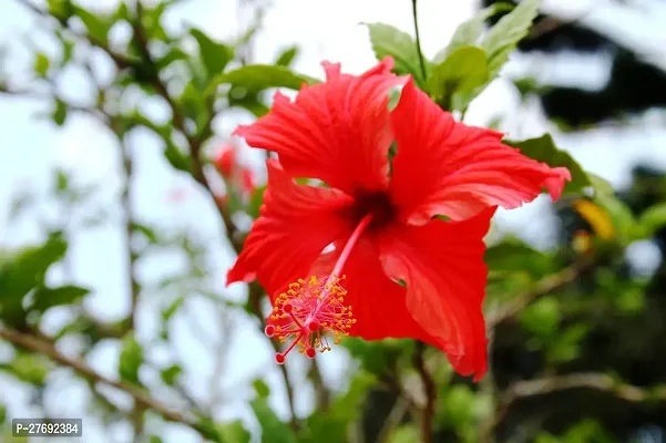 Zomoloco Hibiscus Red Plant Cf0821 Hibiscus Plan-thumb0