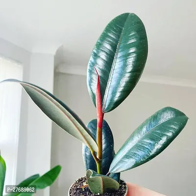 Zomoloco Live Rubber Plant For Indoor Home Decorat-thumb0