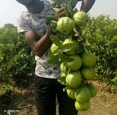 Zomoloco Guava Plant Hybrid_Guava20-thumb0