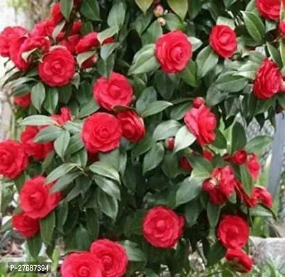 Zomoloco Red Camellia Healthy Flower Plant For Hom