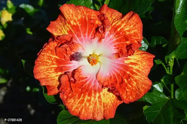 Zomoloco Hibiscus Hybrid Live Flower Plant Disha