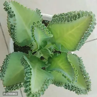 Zomoloco Ezkalancoe20 Kalanchoe Plant-thumb0