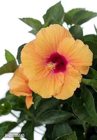 Zomoloco Yellow Hibiscus Plant Hybrid Cfa190 Hi