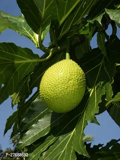 Zomoloco Live Breadfruit Plant Rare Dwarf Exotic A-thumb0