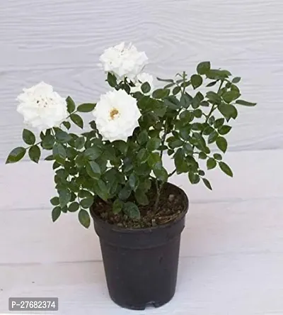 Zomoloco Hybrid Rose Plant 39 Rose Plant-thumb0