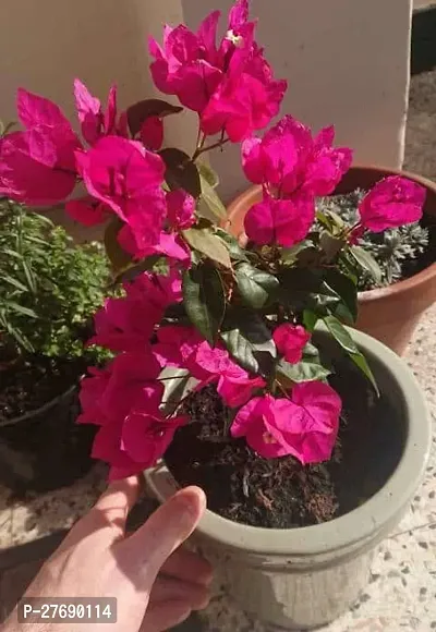 Zomoloco Bougainvillea Plant Cf0001 Baugainville-thumb0