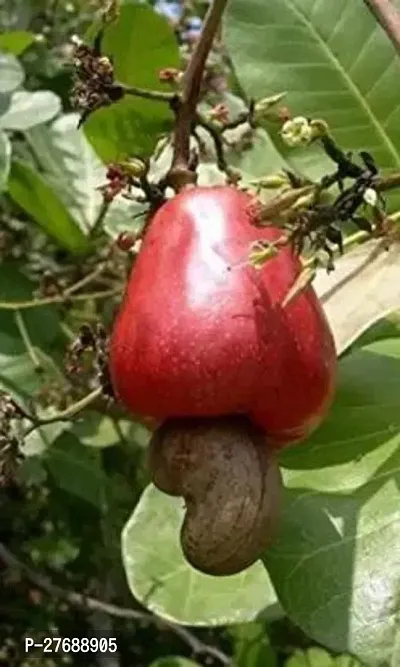 Zomoloco Hybrid Rare Grafted Cashew Apple Kaju F-thumb0