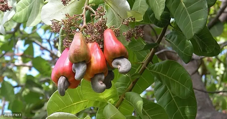 Zomoloco Cashewnuthybrid Plant0172 Cashew Plant-thumb0