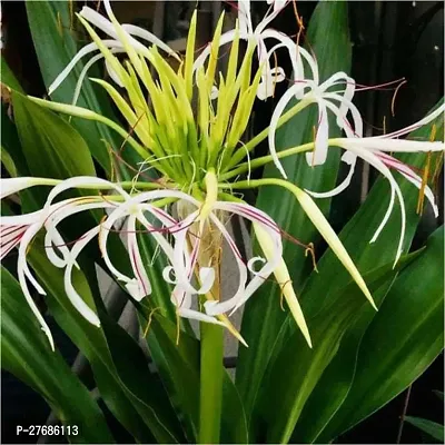 Zomoloco Sudarshan Plant Crinum Swamp Lily Plant-thumb0