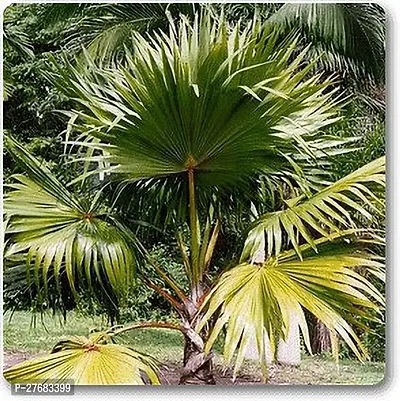 Zomoloco Latania Lontaroides Plant Areca Palm-thumb0