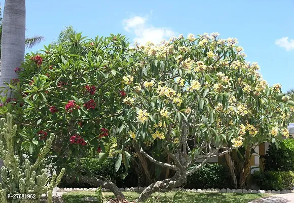 Zomoloco Plumeria Plant A43 Plumeria Plant-thumb0