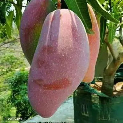 Zomoloco Thailand Mango Plants Mango Plant-thumb0