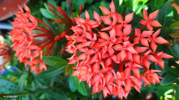 Zomoloco Trothic Ixora Chethi Red Plant Live Flowe