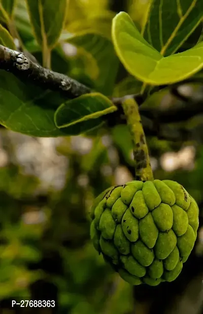 Zomoloco Custard Apple Live Plant Cf00451 Custar-thumb0