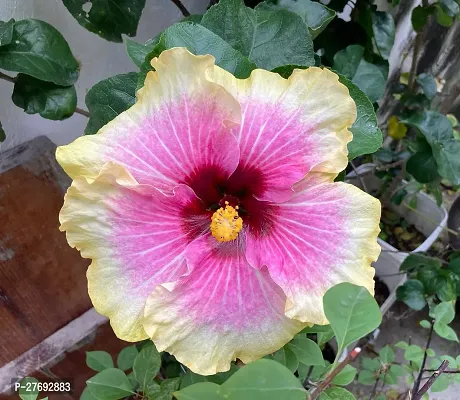 Zomoloco Hibiscus Hybrid Live Flower Plant Cf4243-thumb0