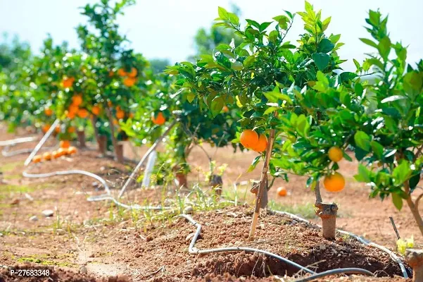 Zomoloco Orange Plant Orange Plant