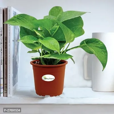 Zomoloco Money Plant Indoor Plant With Air Purifyi