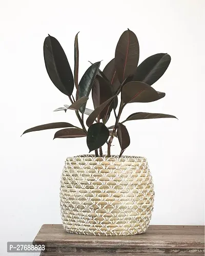 Zomoloco Live Rubber Plant For Indoor Home Decorat