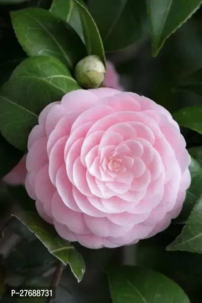 Zomoloco Pink Camellia Healthy Flower Plant For Ho