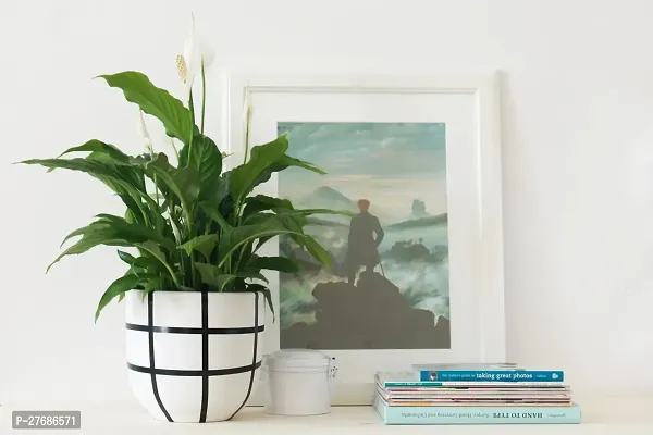 Zomoloco Peace Lily Or Spathiphyllum Live Plant Wh