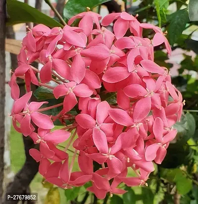 Zomoloco Trothic Ixora Chethi Red Plant Live Flowe