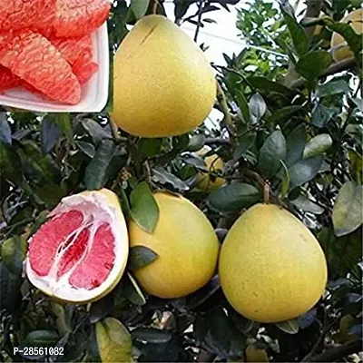 Zomoloco Sweet Lemon Plant Live BATABI(sweet lemon) plant withoutpot_0012batabi-thumb0