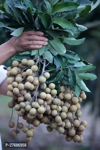 Zomoloco Rare Dwarf Longan Fruit Plant Thailand V-thumb0