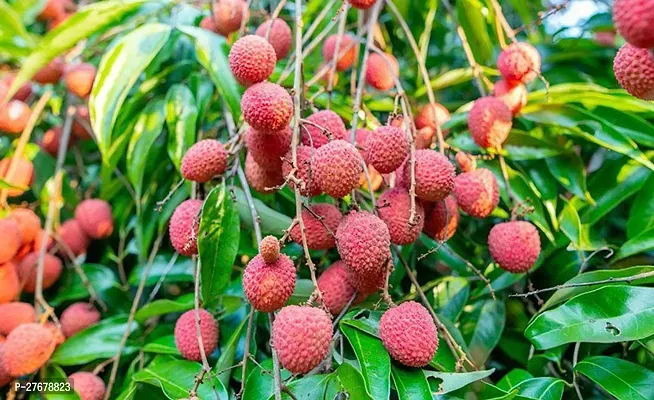 Zomoloco Litchi Fruit Plant 04 Litchi Plant-thumb0