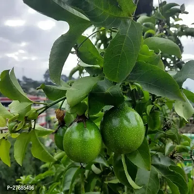 Zomoloco Air Layered Passion Fruit Plant Live Plan