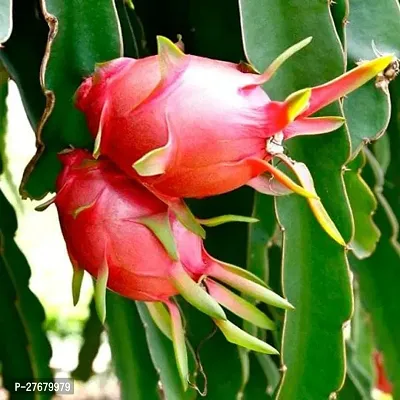 Zomoloco Dragon Fruit Dragon Tree-thumb0