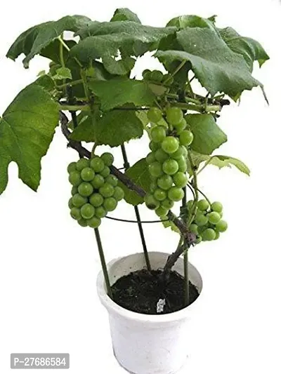 Zomoloco Green Grapes Grapes Plant-thumb0